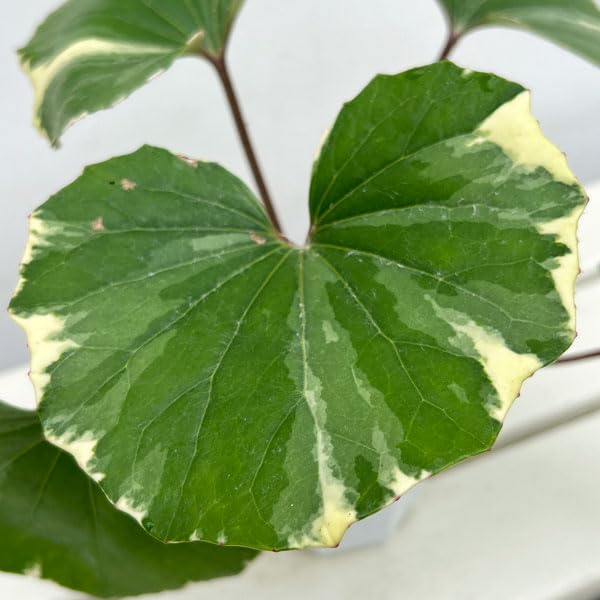 Amazon.co.jp: ツワブキ：浮雲錦（うきぐもにしき）4号ポット [安定